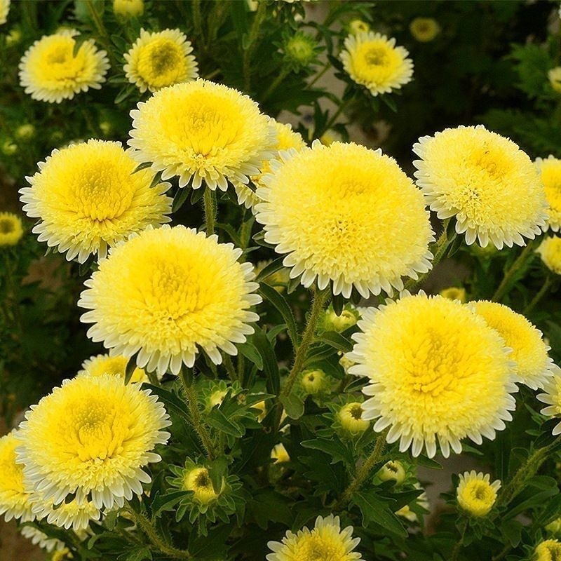 翠菊种子绿化庭院种子四季种植景观花海种子