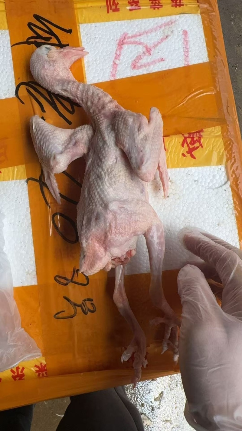 鸽子供应商