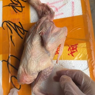 鸽子供应商