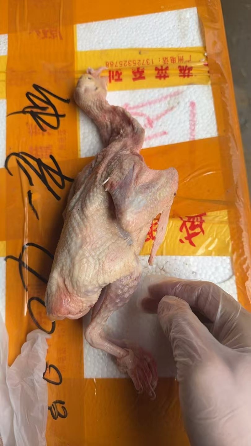 鸽子供应商
