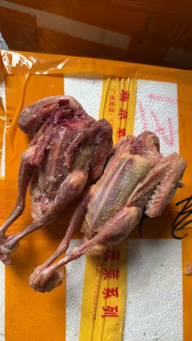 鸽子供应商