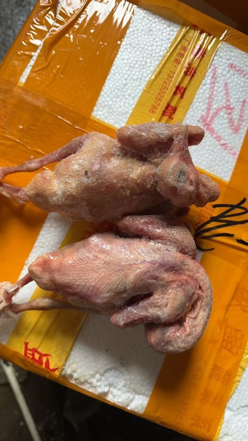 鸽子供应商
