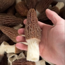 六妹头茬羊肚菌
