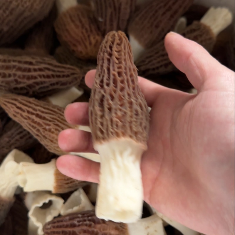 六妹头茬羊肚菌