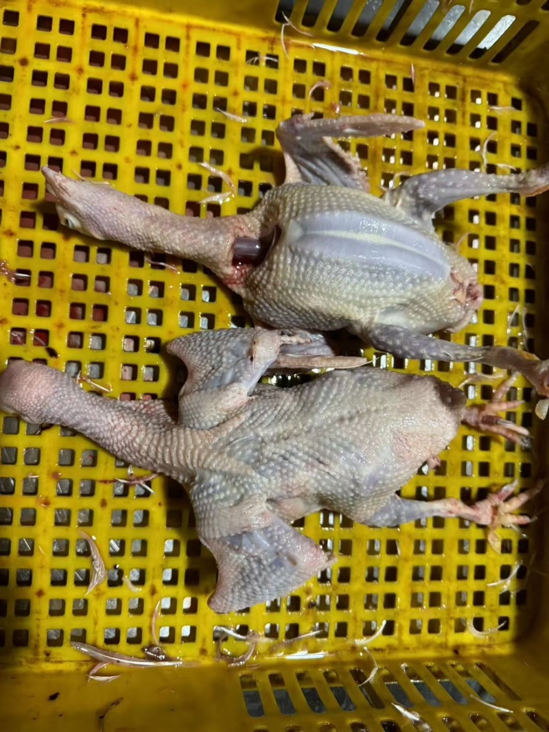 鸽子供应商