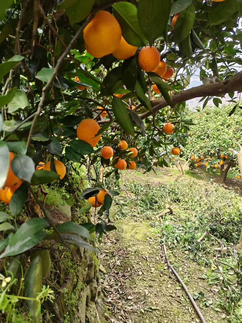 精品橙子/奉节脐橙/货源充足量大从优质量保证欢迎咨询