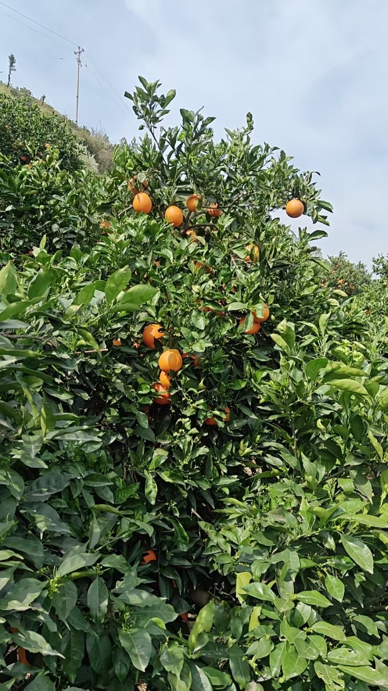精品橙子/奉节脐橙/货源充足量大从优质量保证欢迎咨询