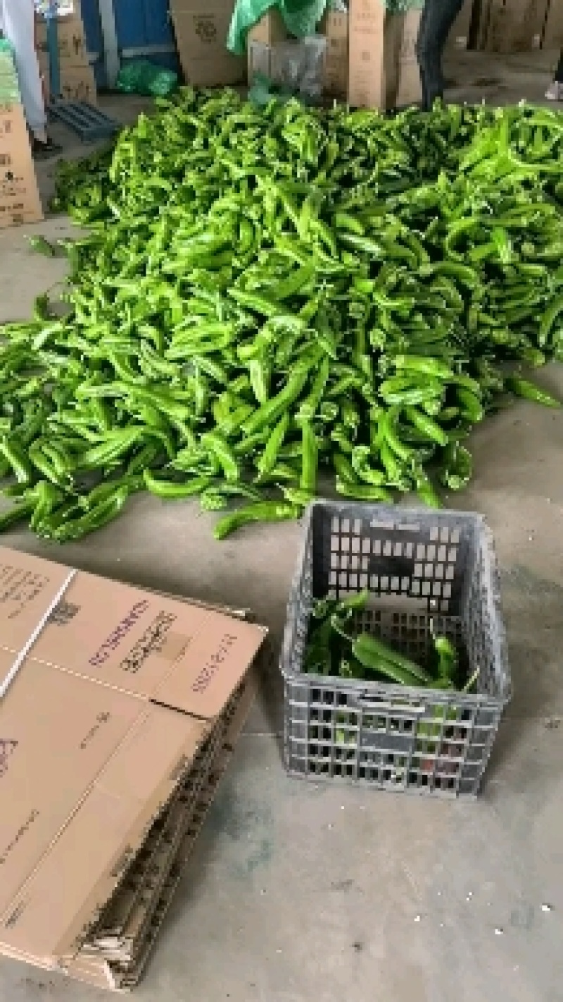 各种辣椒