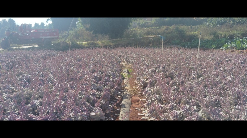 多肉紫乐地栽货