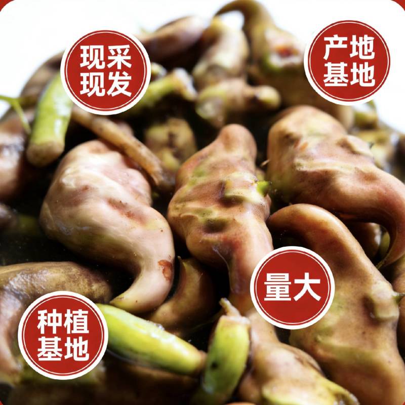 2026年，种植基地，有种培育大果，有嫩菱角，老菱角，