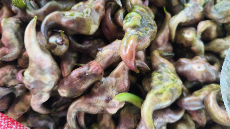 2026年，种植基地，有种培育大果，有嫩菱角，老菱角，