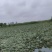 2026年，种植基地，有种培育大果，有嫩菱角，老菱角，