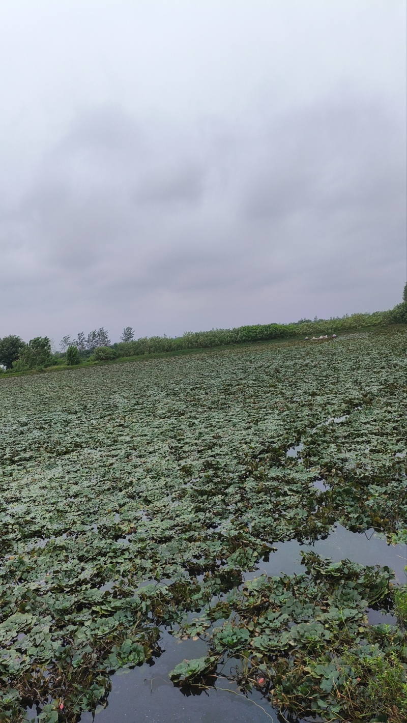 2026年，种植基地，有种培育大果，有嫩菱角，老菱角，