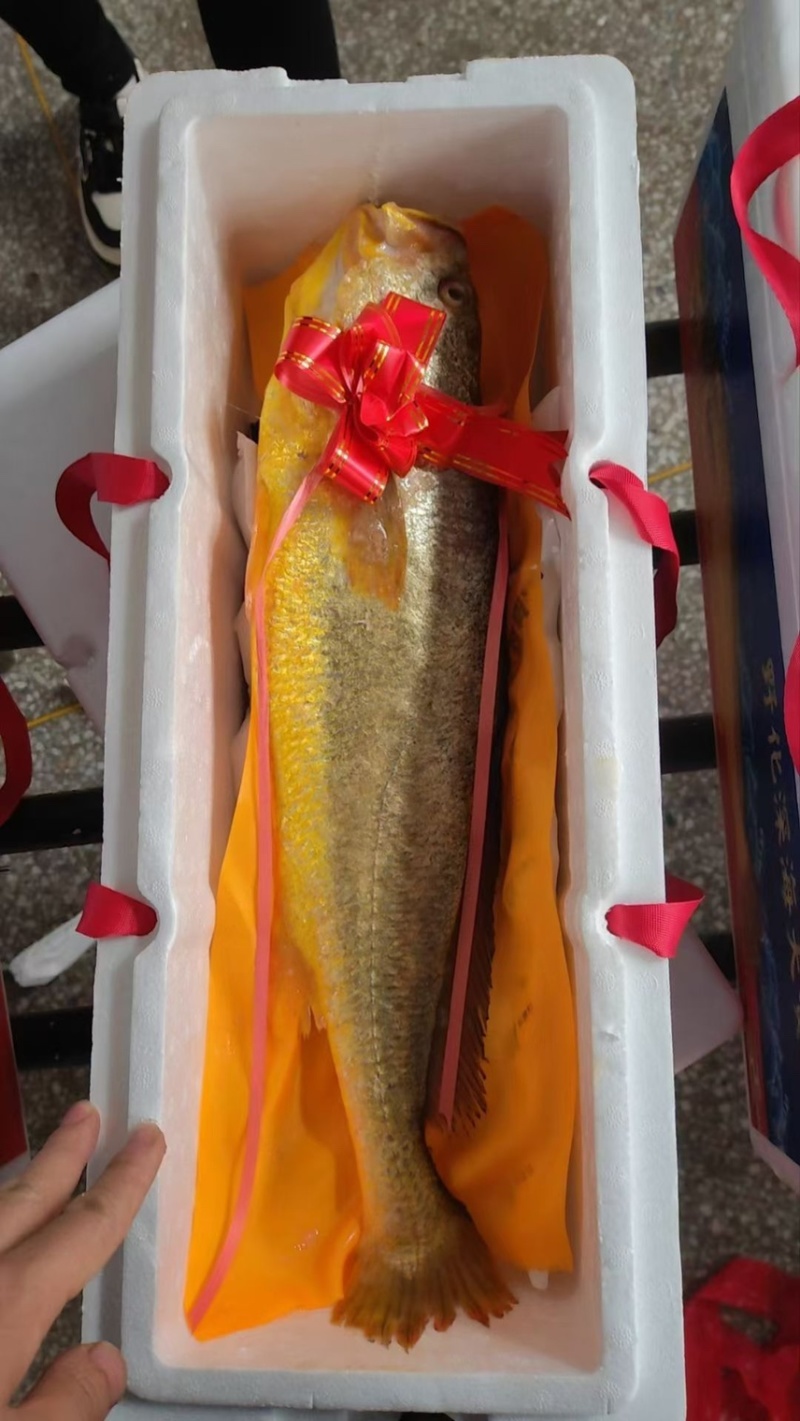 大黄鱼