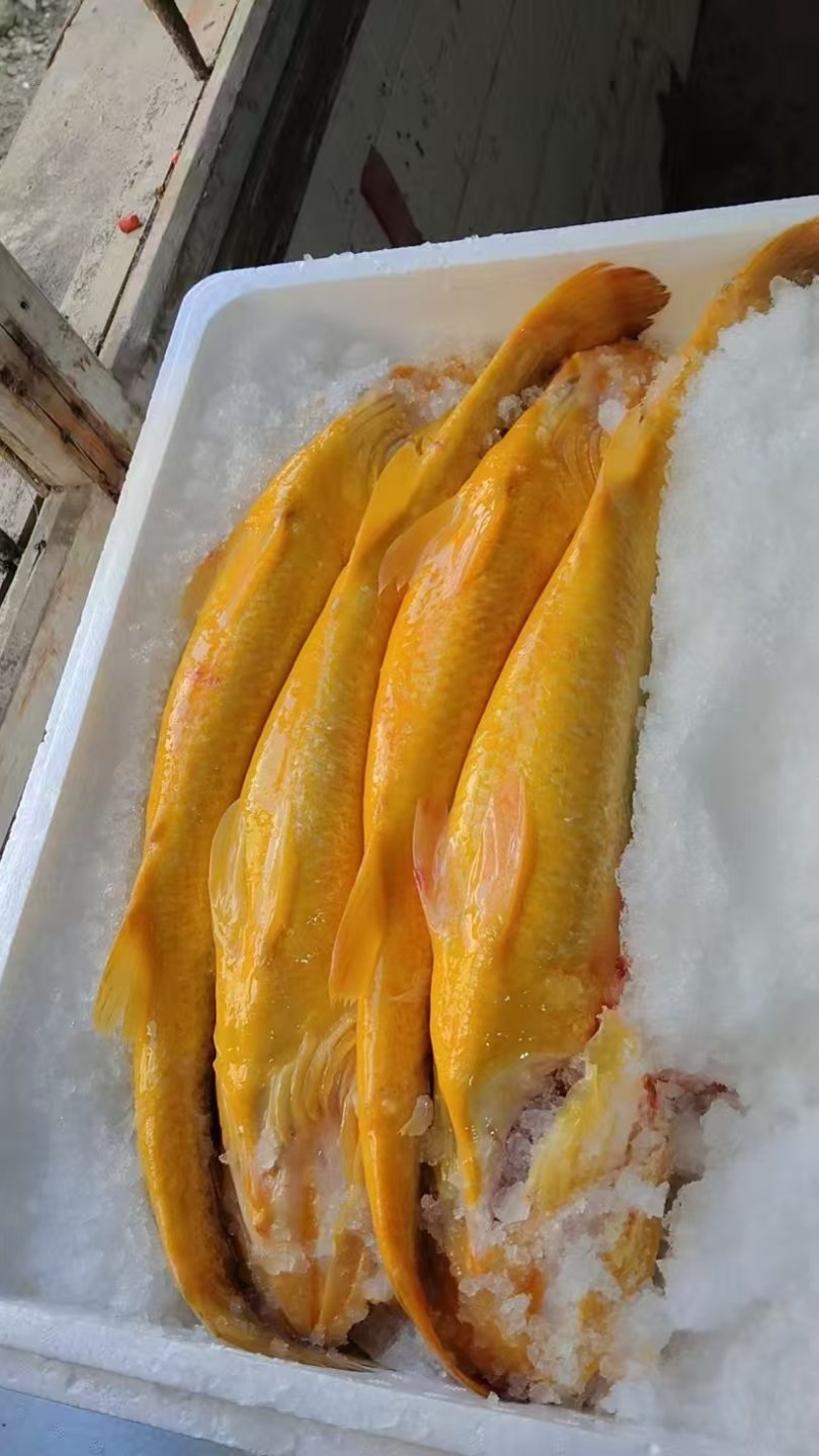 大黄鱼