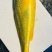 大黄鱼