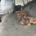 农村跑山鸡