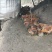 农村跑山鸡