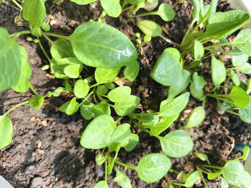食叶草种苗