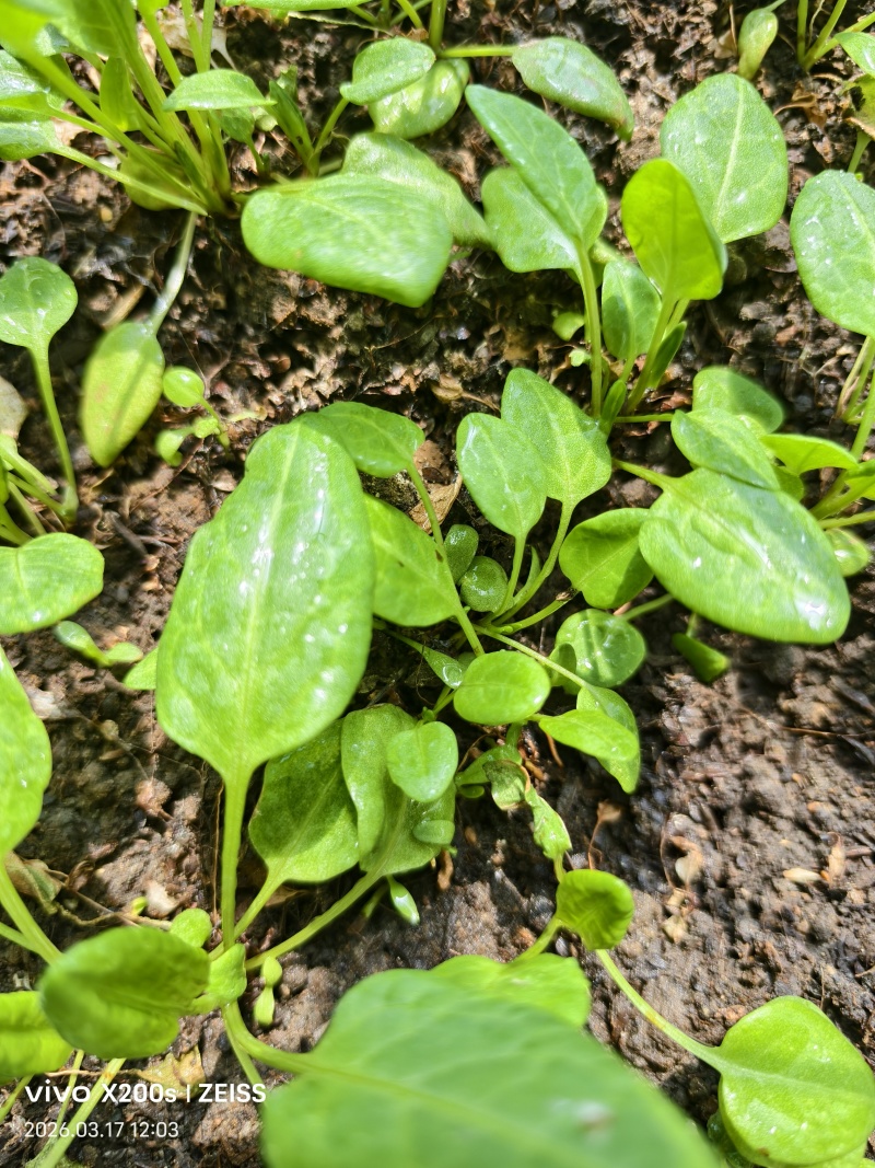 食叶草种苗
