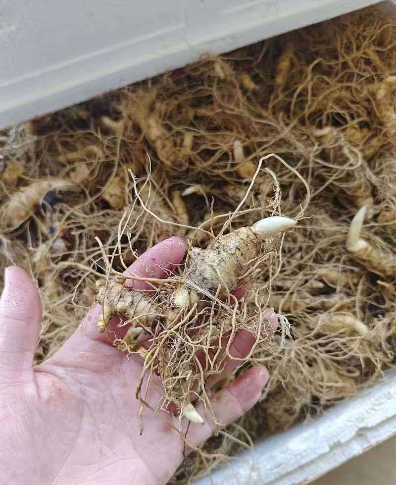 黄精多花姜型倒苗，一年苗，两年苗，三年苗，4年苗，块茎牙头