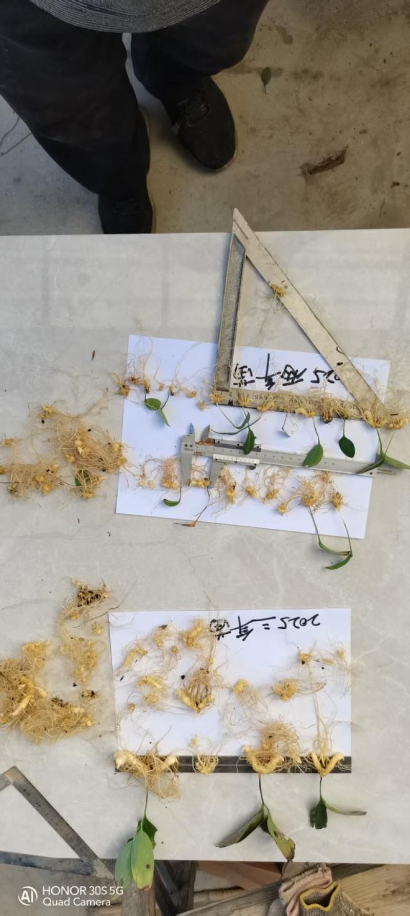 黄精多花姜型倒苗，一年苗，两年苗，三年苗，4年苗，块茎牙头