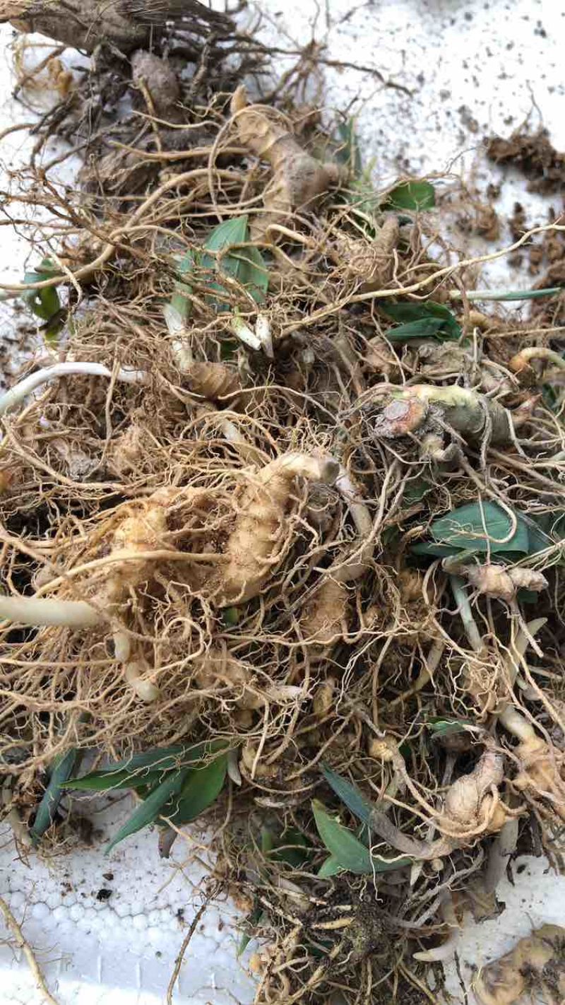 黄精多花姜型倒苗，一年苗，两年苗，三年苗，4年苗，块茎牙头