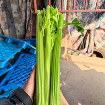 河南鹿邑县精品西芹