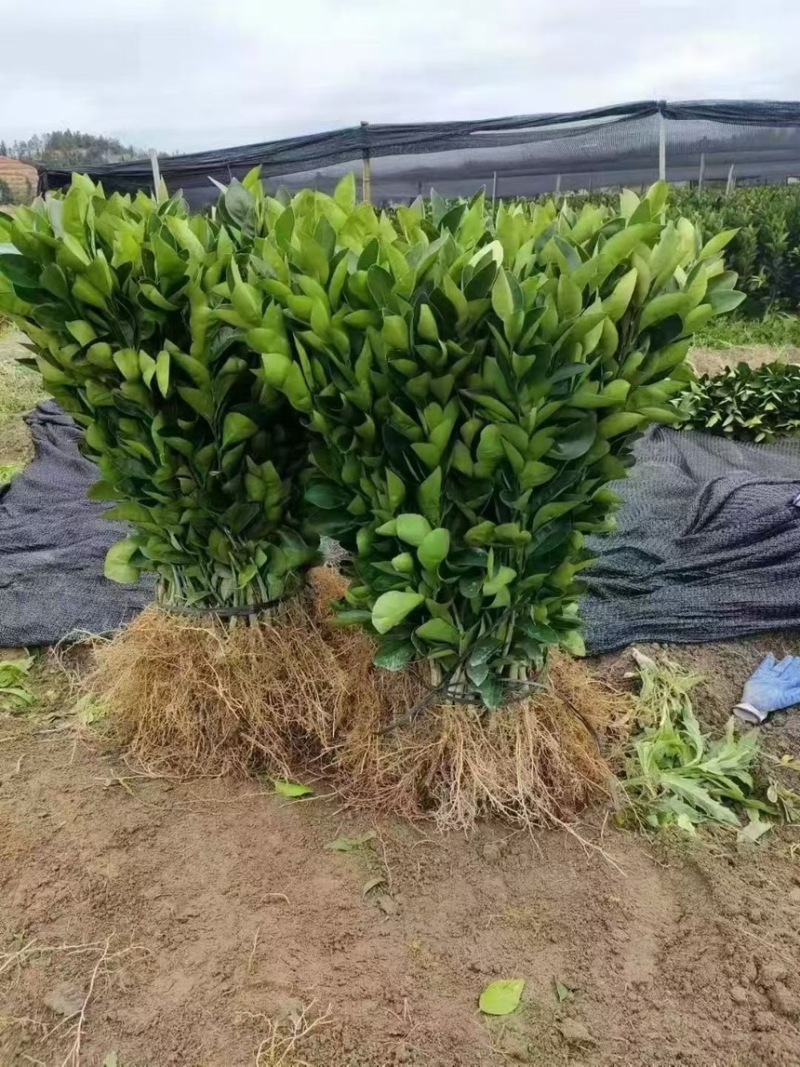 安福金兰柚苗现挖