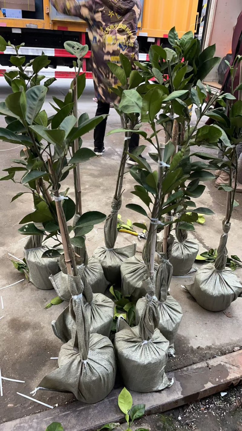 安福金兰柚苗现挖