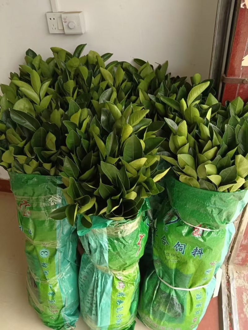 安福金兰柚苗现挖