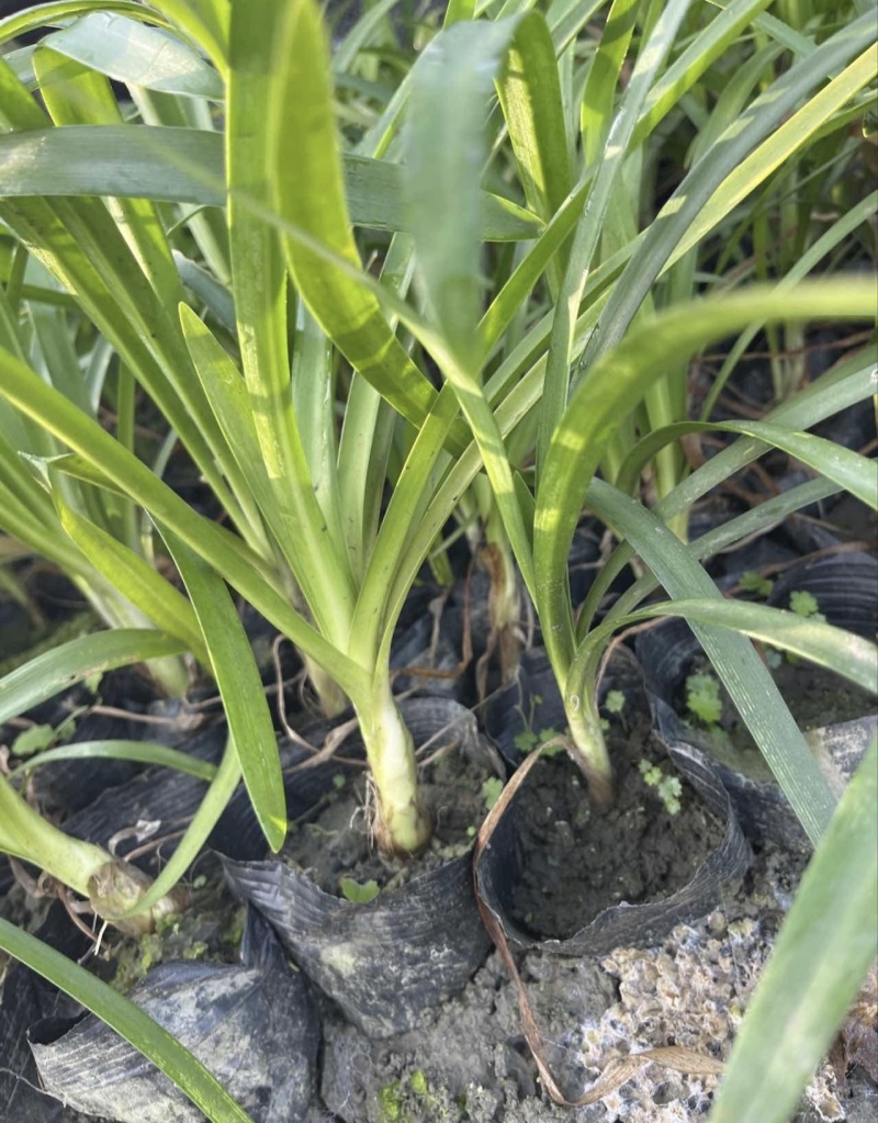 百子莲，高25-40厘米，各种容器苗规格，基地常年直销