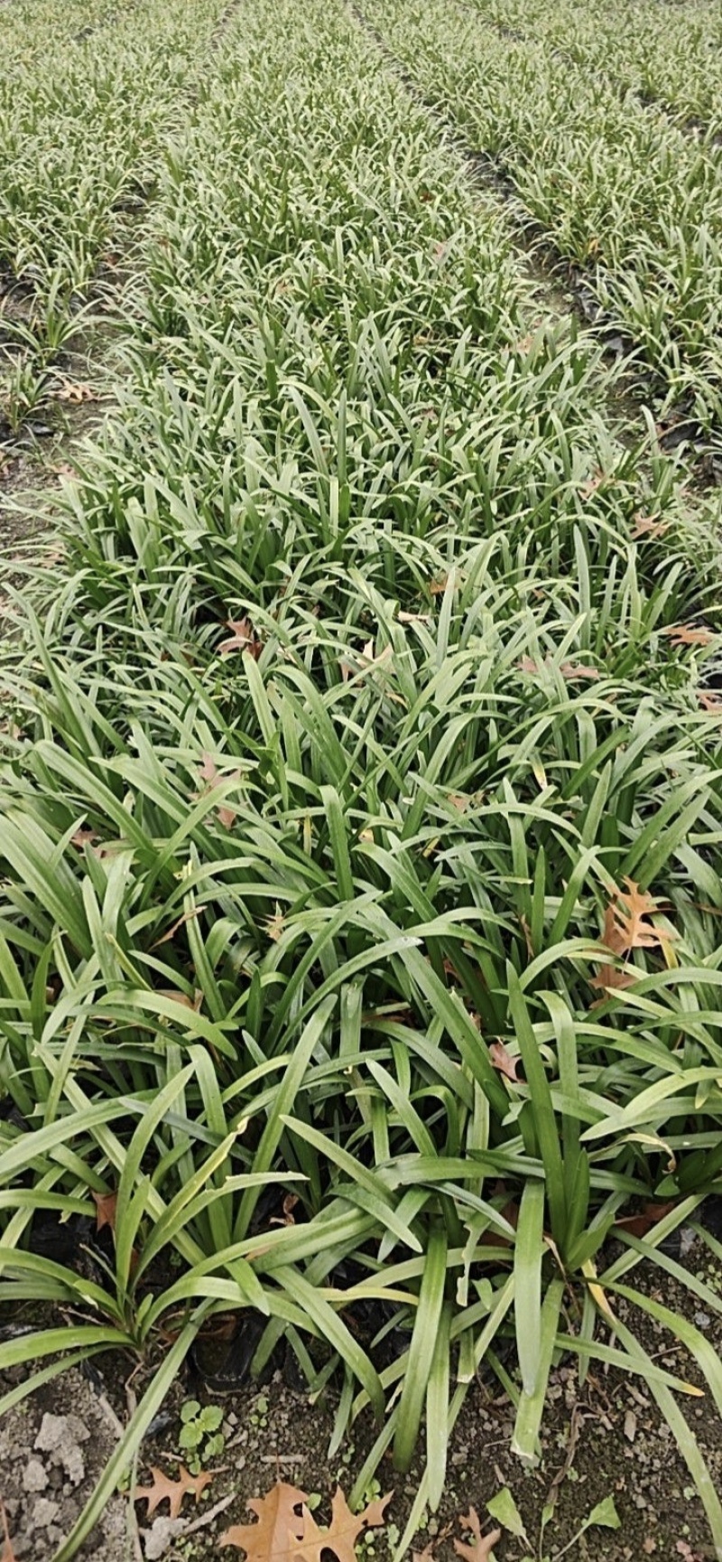 百子莲，高25-40厘米，各种容器苗规格，基地常年直销