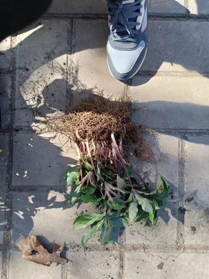 重楼种苗七叶一枝花