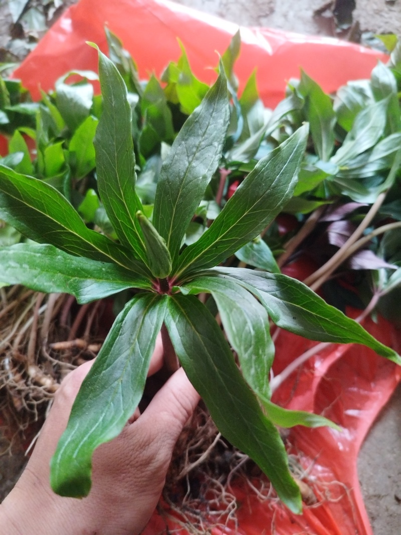 重楼种苗七叶一枝花