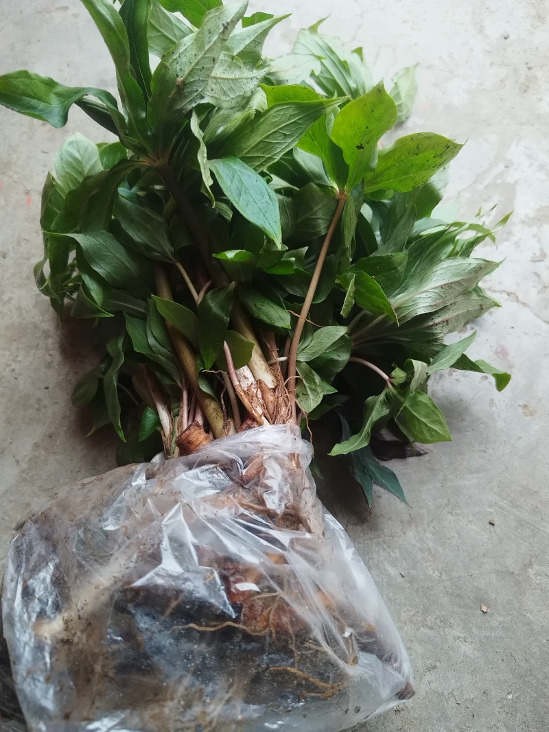 重楼种苗七叶一枝花