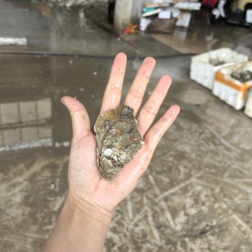 广东湛江白蚝豆豆蚝