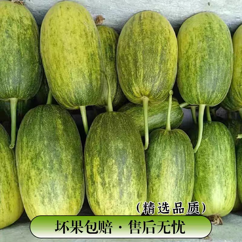 头茬星甜金冠甜瓜一件代发批量代发全渠道供应品质稳定供应链