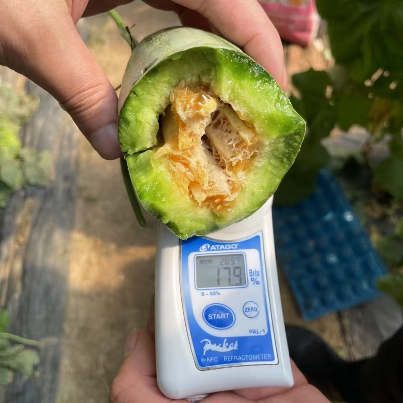 博洋72甜瓜一件代发供应电商团购市场批量代发品质稳定供应