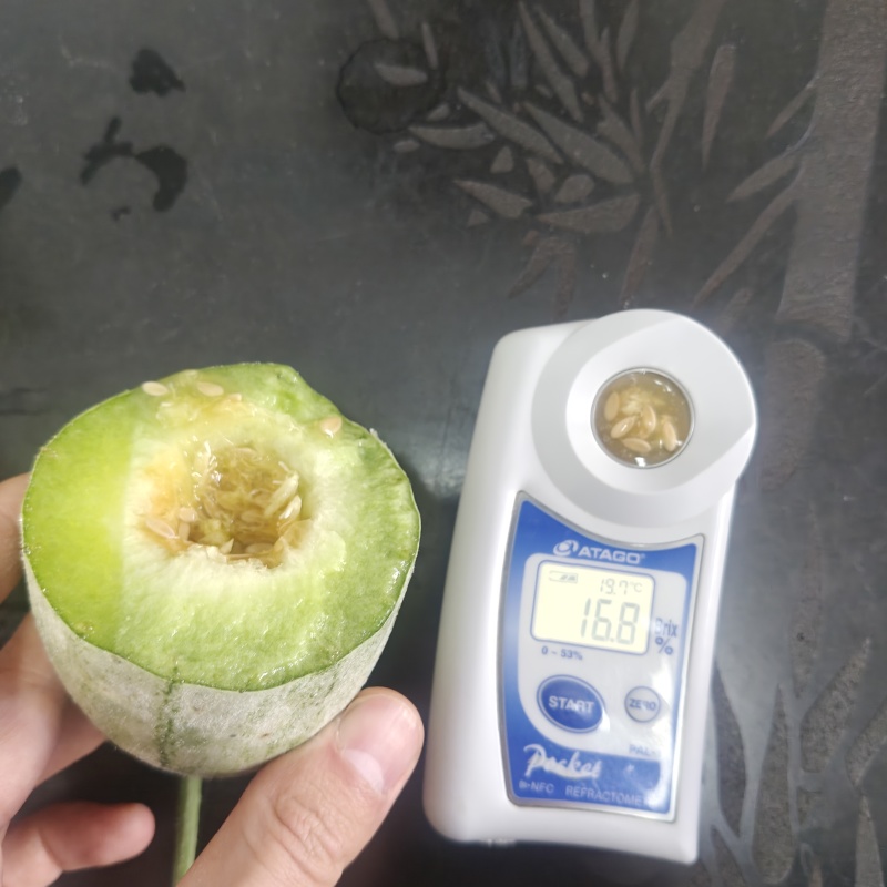 博洋72甜瓜一件代发供应电商团购市场批量代发品质稳定供应