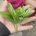花椒芽新鲜产地直发十斤包邮全年发货坏叶包赔