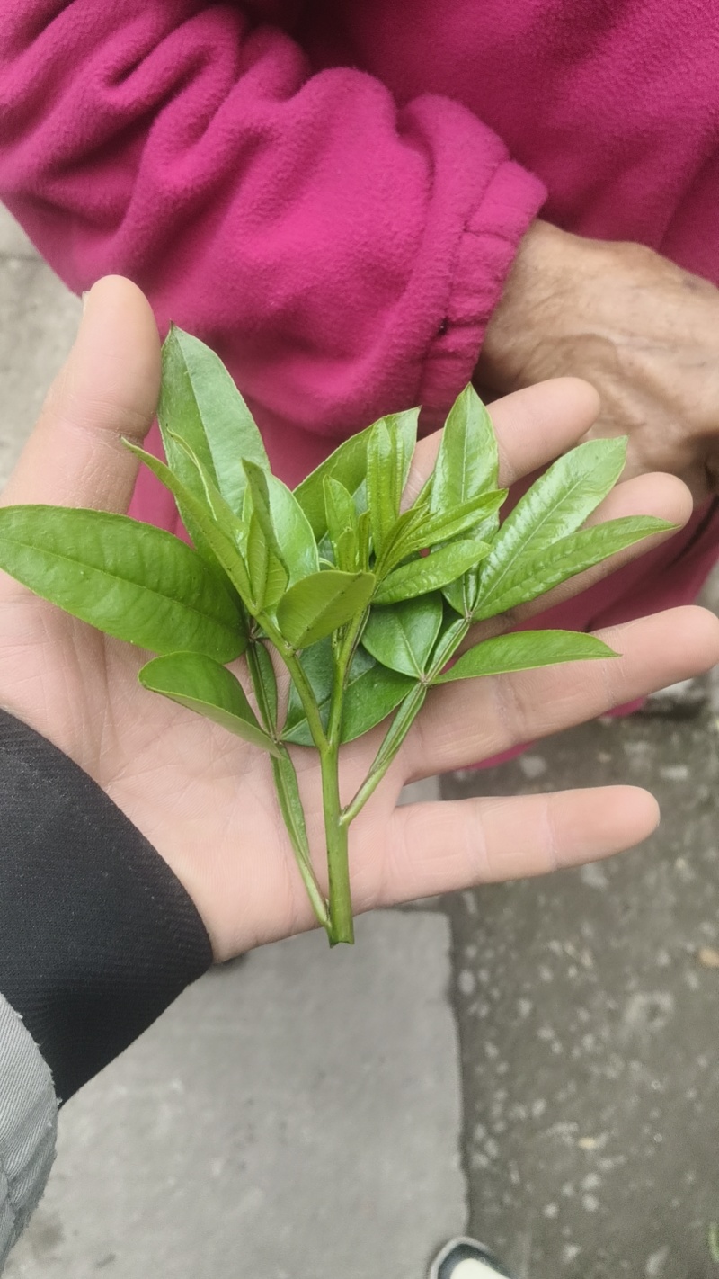 花椒芽新鲜产地直发十斤包邮全年发货坏叶包赔