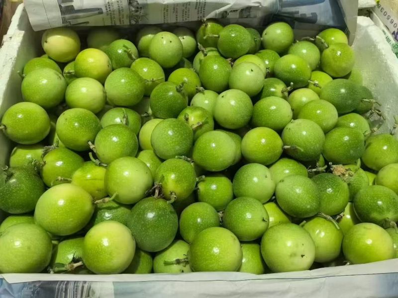 海南百香果黄金百香果基地直供货源充足欢迎老板实地