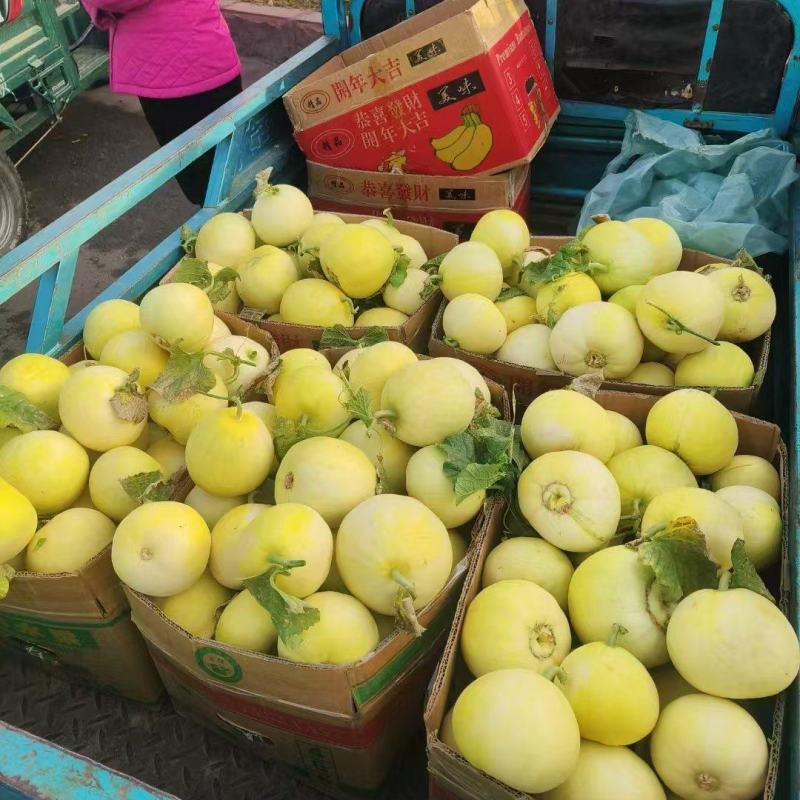 【临沂费县】星甜甜瓜大量上市电商团购市场渠道货大量供应