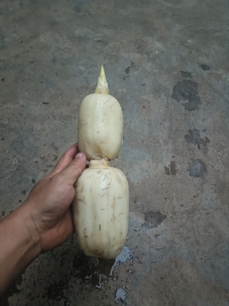 云南万亩新鲜莲藕大量上市，需要的可以联系我，