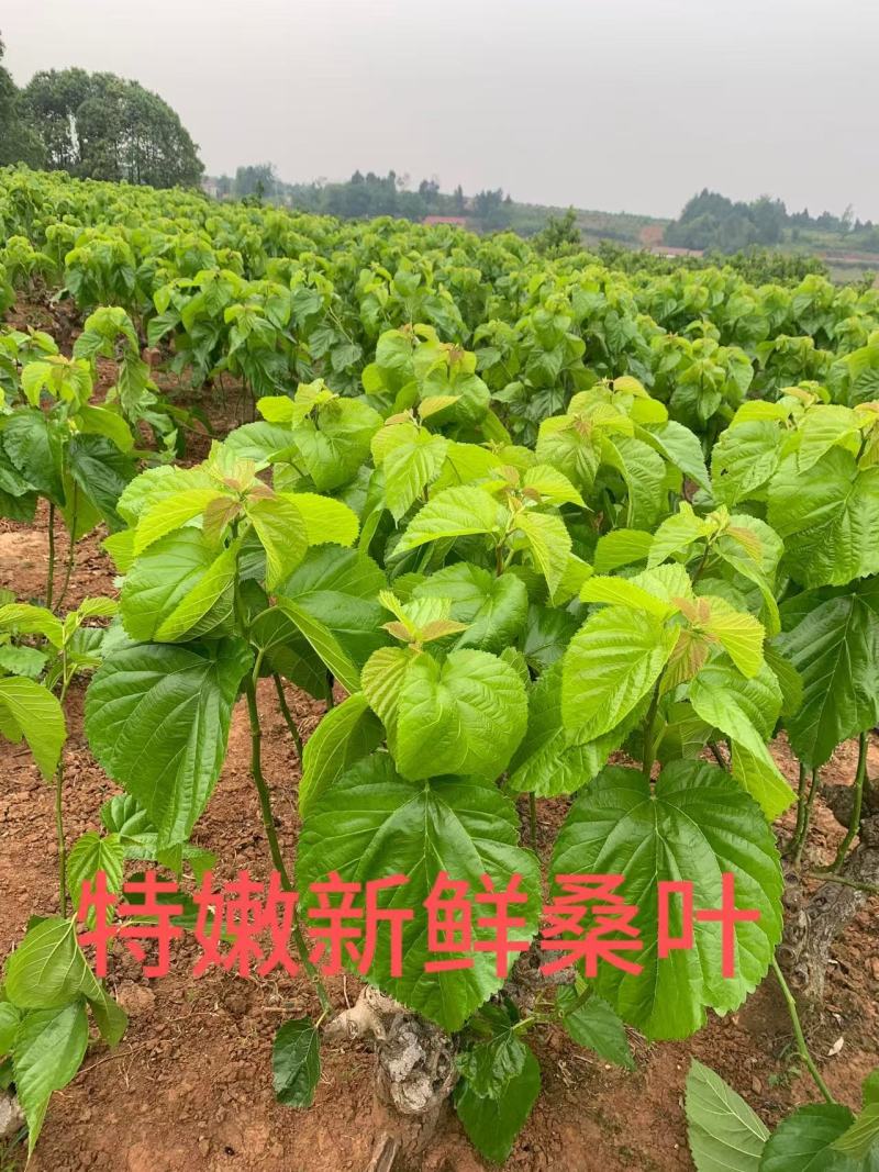 春天嫩桑叶，只能遇见。