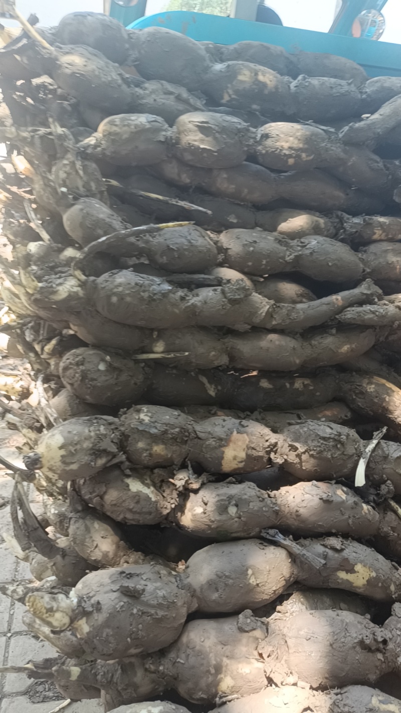 云南万亩新鲜莲藕大量上市，需要的可以联系我，