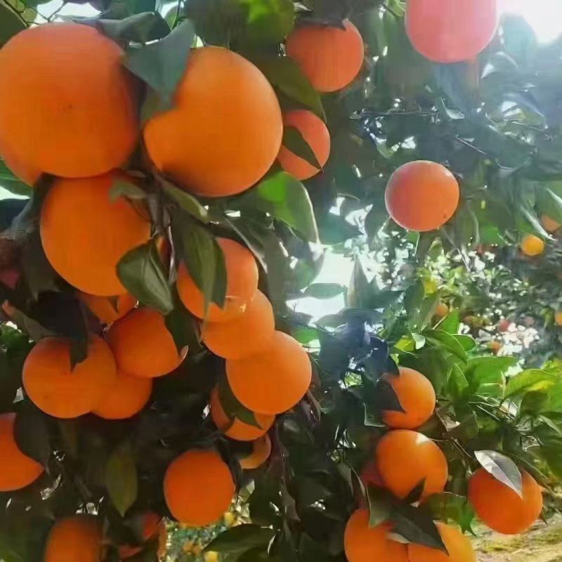 农村自家种植沃柑