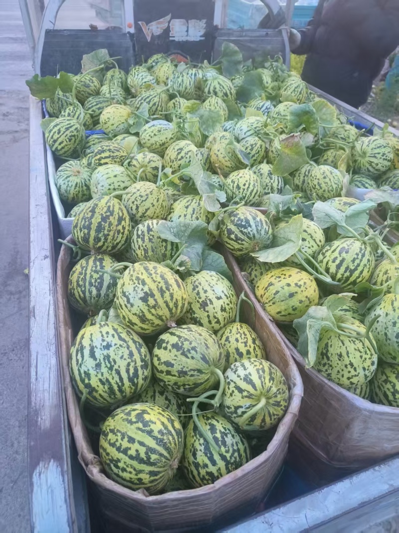 临沂费县花美人花蕾甜瓜电商社区团购市场渠道货大量供应