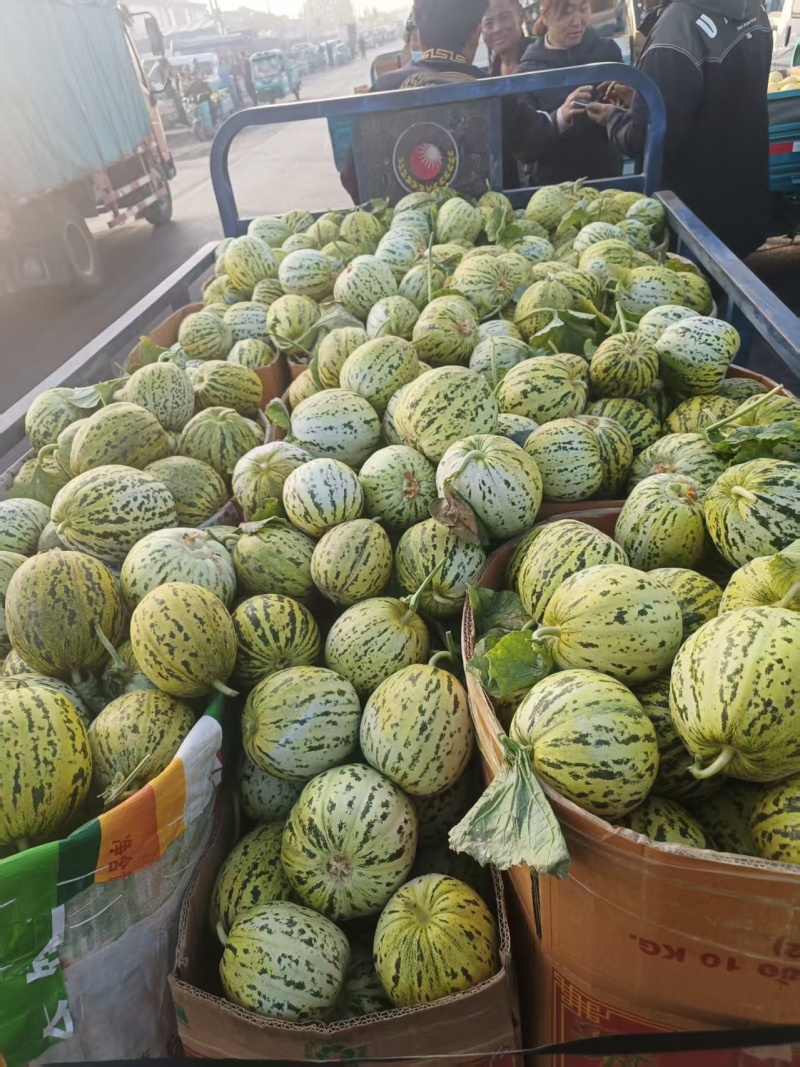 临沂费县花美人花蕾甜瓜电商社区团购市场渠道货大量供应